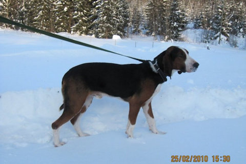 Fin kva, Sau Hanhikorven Repe