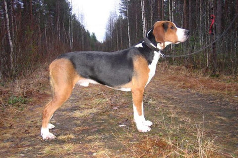 Fin kva, Sau Karsikkokankaan Jaro