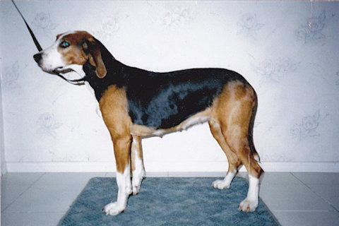 Fin kva, mva, San Pölläkän Hila