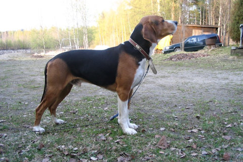 Fin kva, Tähtivalio, Sau Tiltan-Tallin Onni