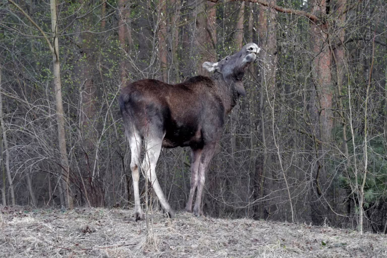 Hirvi
