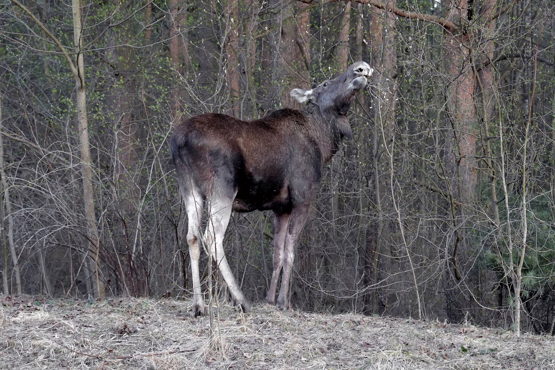 Hirvi